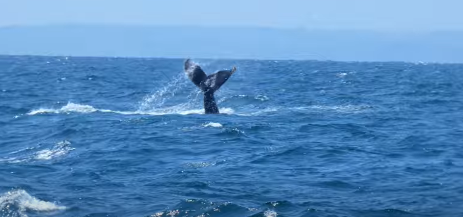 Humpback Whale Spotted In Falmouth